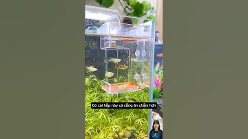 Hộp cho cá ăn 2 lớp, dùng được cho cả loại cám nổi và chìm #aquarium #aquatic #shorts
