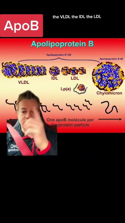 what-is-apolipoprotein-b-or-apob-youtube