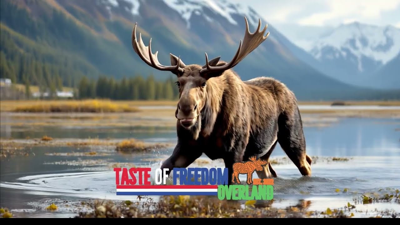 DIY Harbor Freight Overland Trailer Build