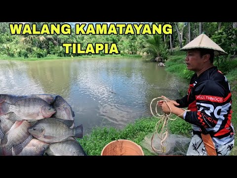 Catch & Cook sa mini lake  fresh tilapia Harvest time muna  ng naglalakihang isda