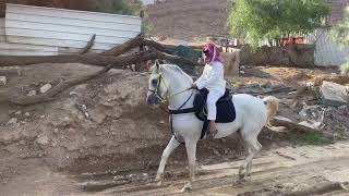 مربط عزان - فارس من نجران { حسين بدر ال بشر } العمر ١٢ عام ما شاء الله عليه - الخيل العربية الاصيله