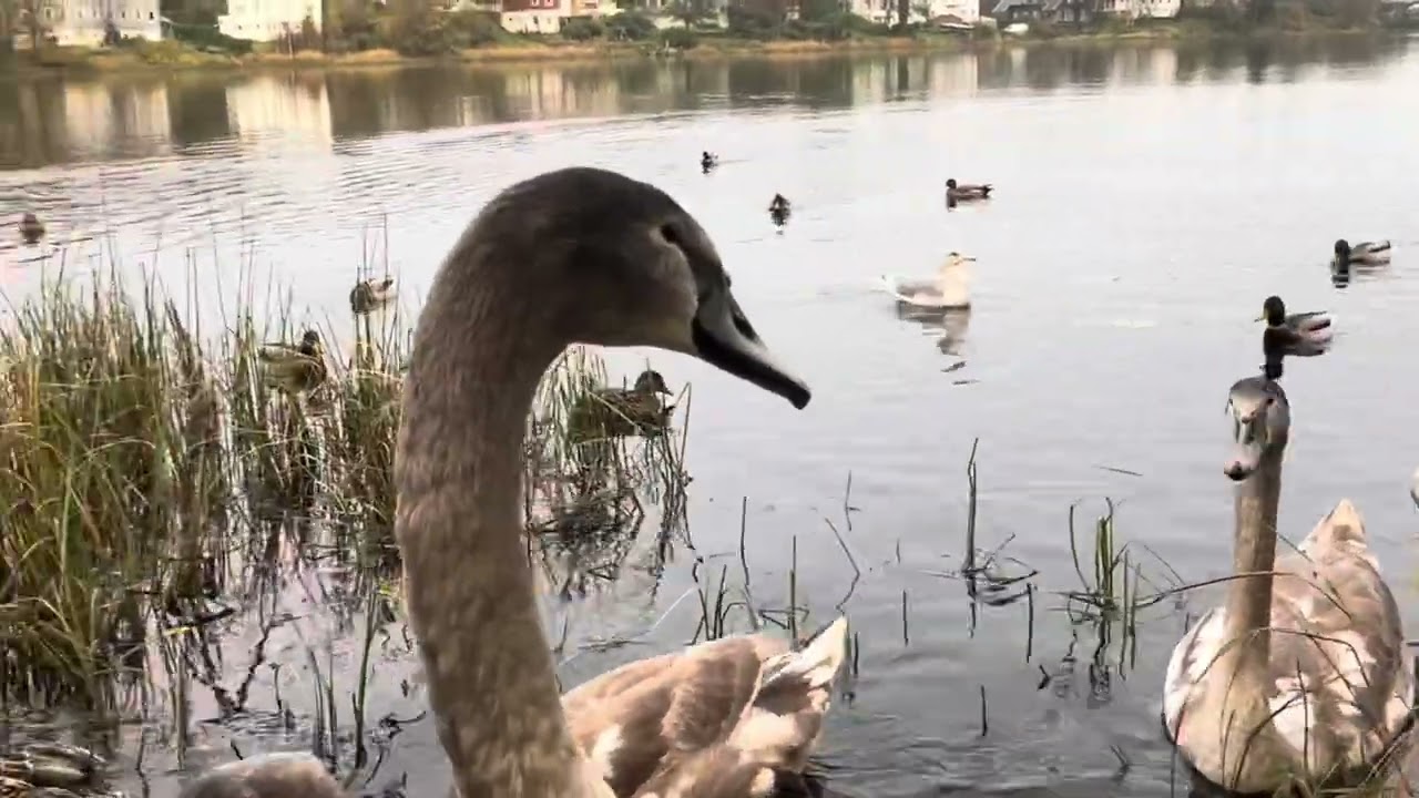 Mama Swan lost a kid ,- a little bit angry during Handfeeding- Funny Crows join the Feeding Norway 