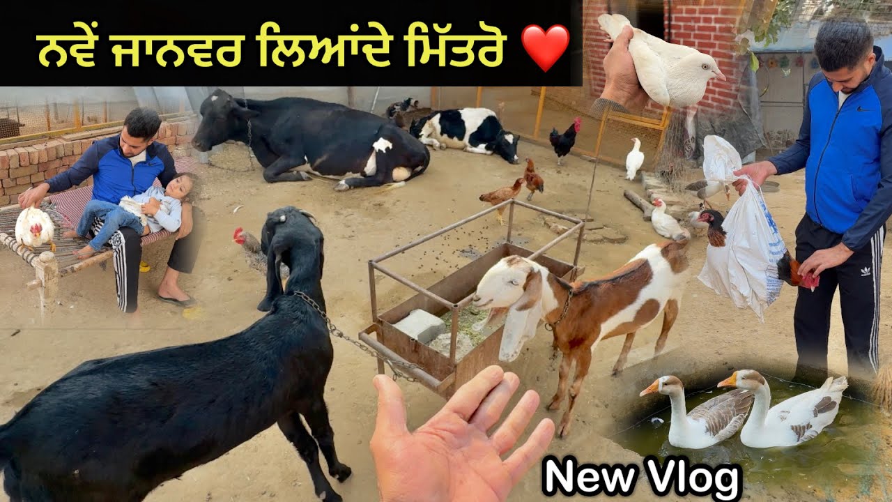ਨਵੇਂ ਜਾਨਵਰ ਲਿਆਂਦੇ ❤️|| Toofan ਤੇ Sultan ਦਾ ਭਰਾ ਲਿਆਂਦਾ 🔥|| Aseel ਪੱਠੇ ਦਾ ਨਾਮ ਰੱਖਤਾ || 
