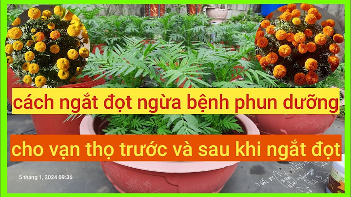 Cây si và cây sanh khác nhau thế nào