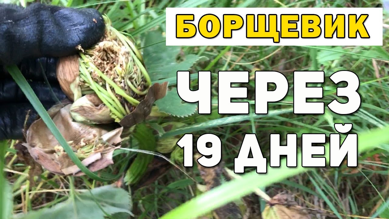 19 августа через