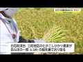 白石町の圃場で収穫時期など決める 坪刈り 今年は期待できそう 佐賀県 22 07 26 17 20 白石町の圃場で収穫時期など決める 坪刈り 今年は期待できそう 佐賀県 22 07 26 17 20
