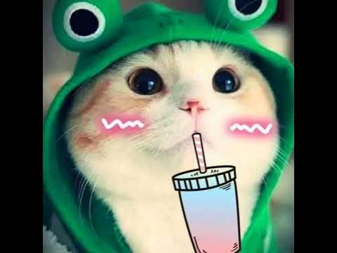картинки с котами для обоев или авы ️😺 - YouTube
