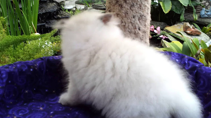 Watch the video about Persian and Himalayan kittens for sale by Liz