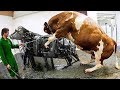 HER BİR MAKİNE SÜPER GELİŞMİŞ ... !! Yurtdışı Sığır Çiftçilerinin Kullandığı Çılgın Teknoloji