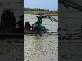 Di era modern ternyata menanam padi model seperti ini banyak dilakukan di negara Vietnam