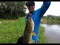 HUNTING WOLF FISH on ARTIFICIAL BAITS/LURES - Freshwater Fishing - Trinidad, Caribbean