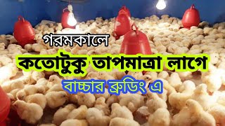 গরমে তাপমাত্রা কতোটুকু লাগবে মুরগির বাচ্চা ব্রুডিং করার জন্য। মুরগির বাচ্চার ব্রুডিং করার নিয়ম।