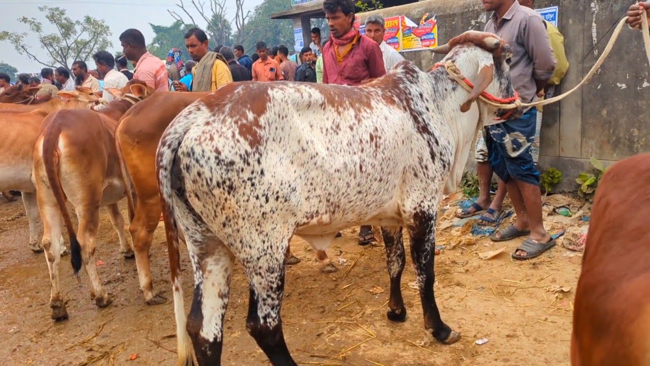 আ জ ১ ডিসেম্বর ২০২৫ || শাহিওয়াল বকনা গরুর ভিডিও দাম দর সহ নওগাঁর ছাতড়া হাট #গরুর_হাট 