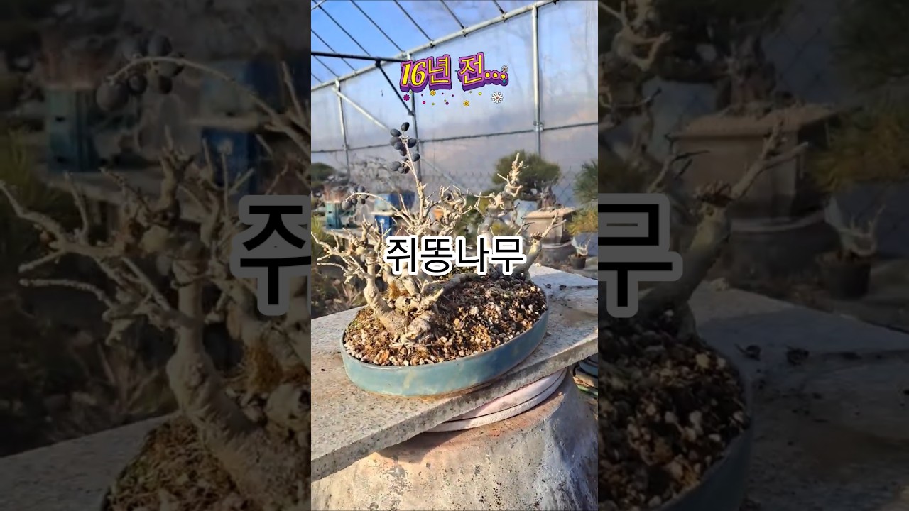 쥐똥나무 뿌리삽으로...  #イボタノキ