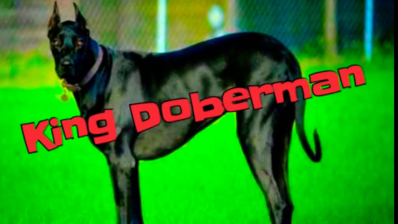 doberman x great dane