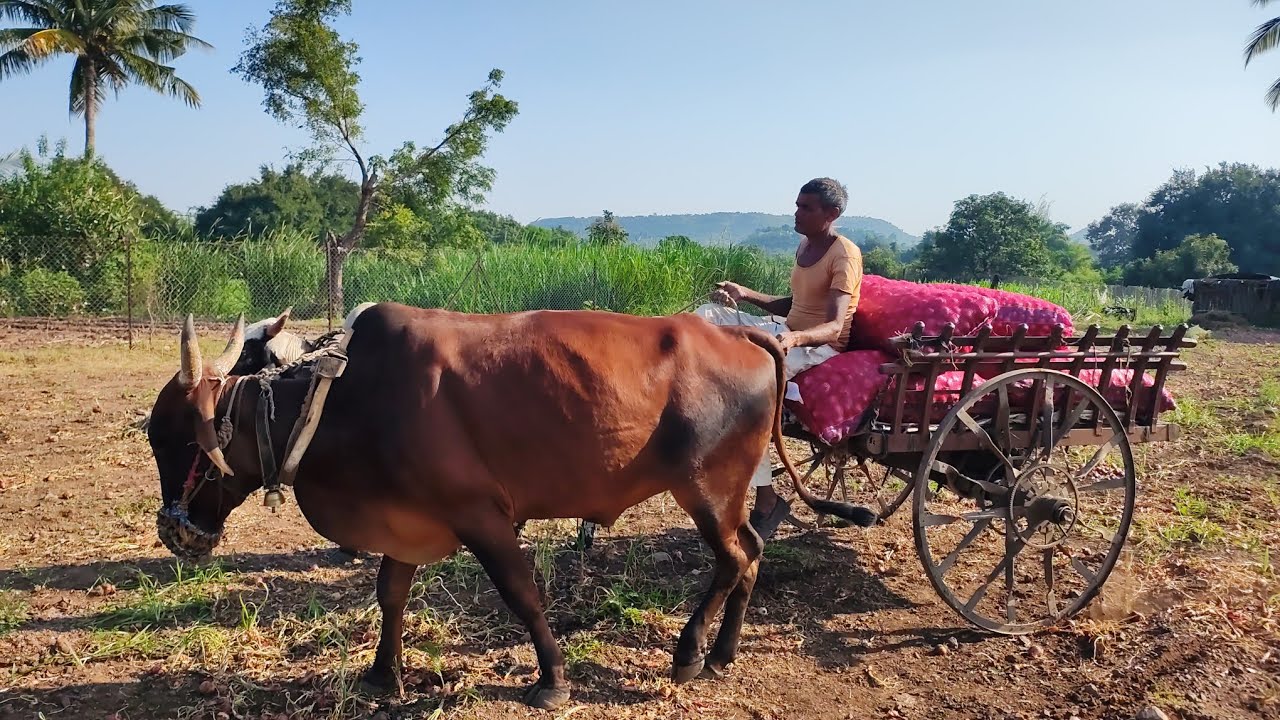 कांदा आणि बैलगाड़ी 