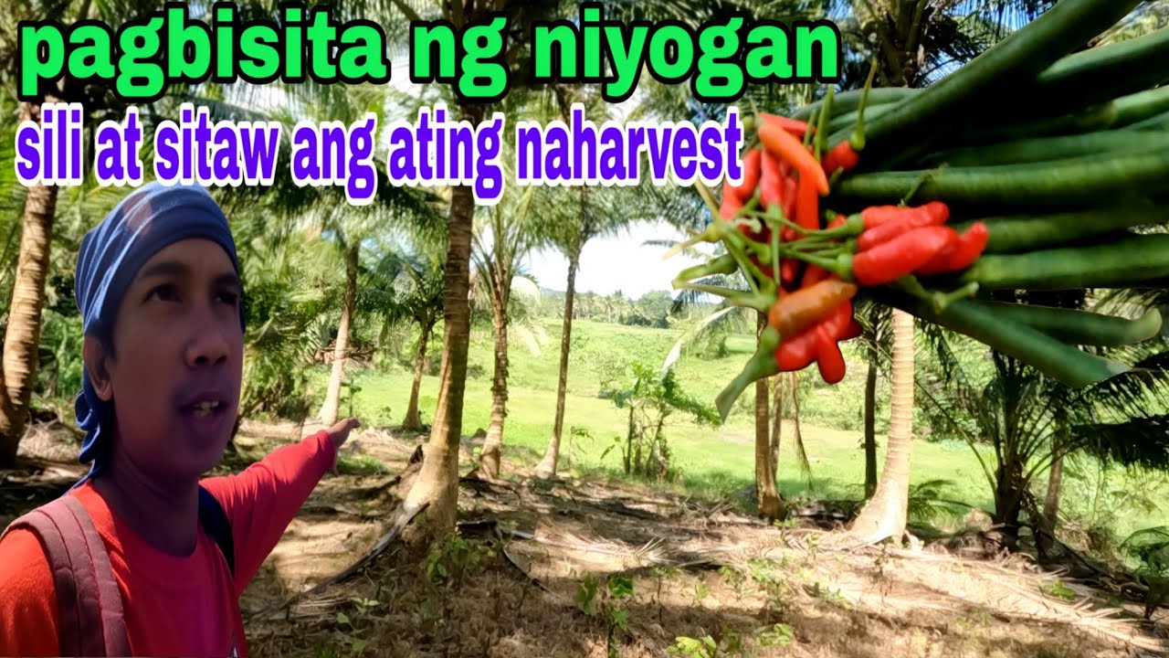Pagbisita ng niyogan sa area #3 harvest tayo ng sili at tubal