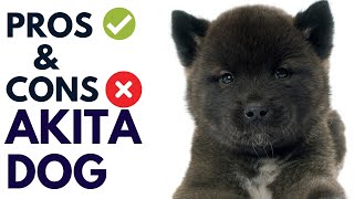 Akita Dog Breed Pros and Cons | Akita Dog Advantages and Disadvantages   #AnimalPlatoon