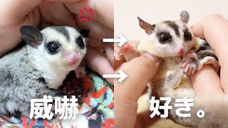 Here is the current sugar glider, two years after welcoming the menacing baby.