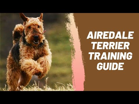 Airedale Terrier Training Guide