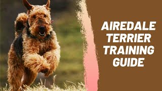 Airedale Terrier Training Guide