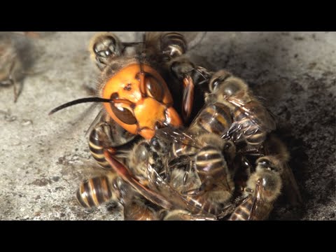 Video: Pob beekeepers tiv thaiv muv stings?