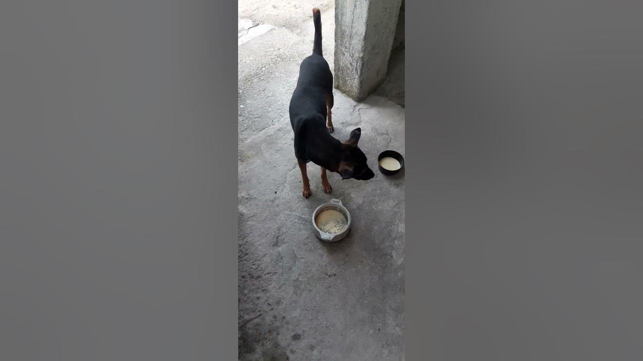 help-to-street-dog-real-dog-dog-animals-just-dogs-street-dog-dog