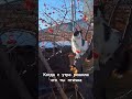На калине, как птичка #котвидео #кошечка #калина #зимняясказка