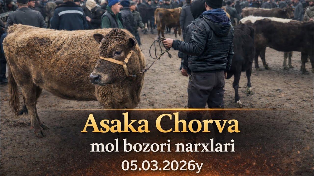 Asaka chorva mol bozori narxlari ona bola bogoz sigirlar марта 2026 г.