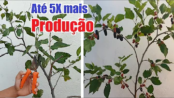 Qual época de podar pé de amora?