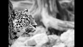 Leopard Trees at Floradale Nurseries We are 500 meters from the Figtree Centre at 63 Circular Drive