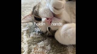 Half of my summer!🌻☀️ #lyrics #cat #music #summer
