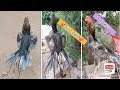 Parrot Beak Long Tail Rooster | 8639717935 | Video 1108 | Rythu Market 1