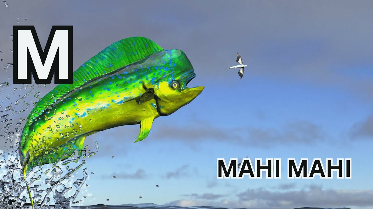 Aquatic Adventures: ABC Aquatic Animals Song for Kids Learning English