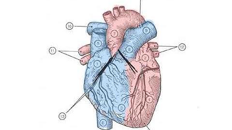 ADAP Chapter 20 Lecture Video Part 1