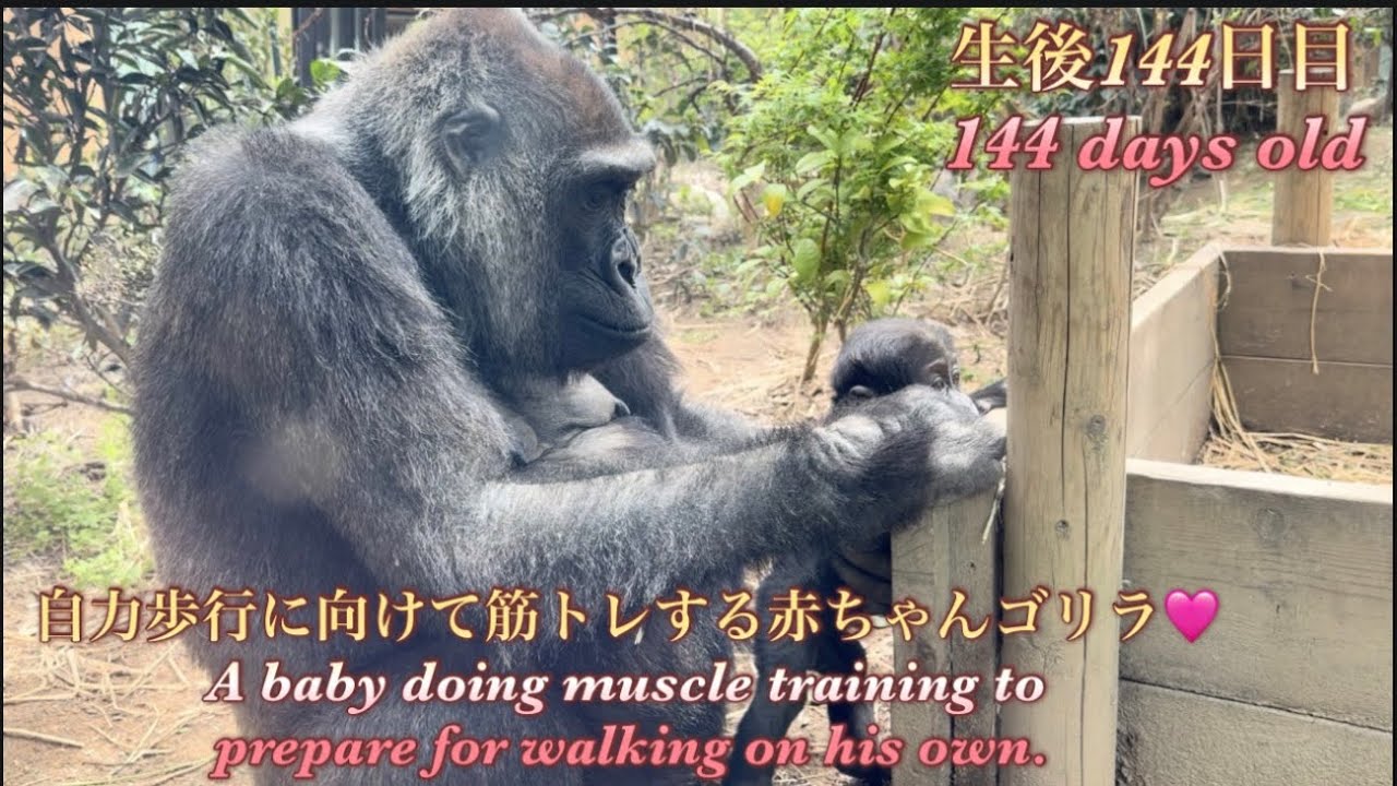 最鏡さぶちゃん　PRO２本　ゴリラのため息２本 Gorilla⭐️Baby Santaro has started muscle training to help him