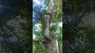 Python up a tree! #reticulated snake #snake #tree climbing #animal tree climbing #shorts Net Worth