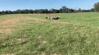 Oso bringing sheep through the cattle