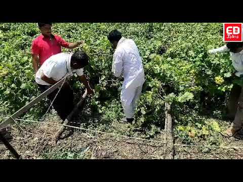 दोन एकर वरील अंगुराची  बाग भुई  सपाट; शेतकऱ्याचे पस्तीस लाखांचे नुकसान