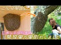 どうしてこんな時期に!?開放巣が夏分蜂しました