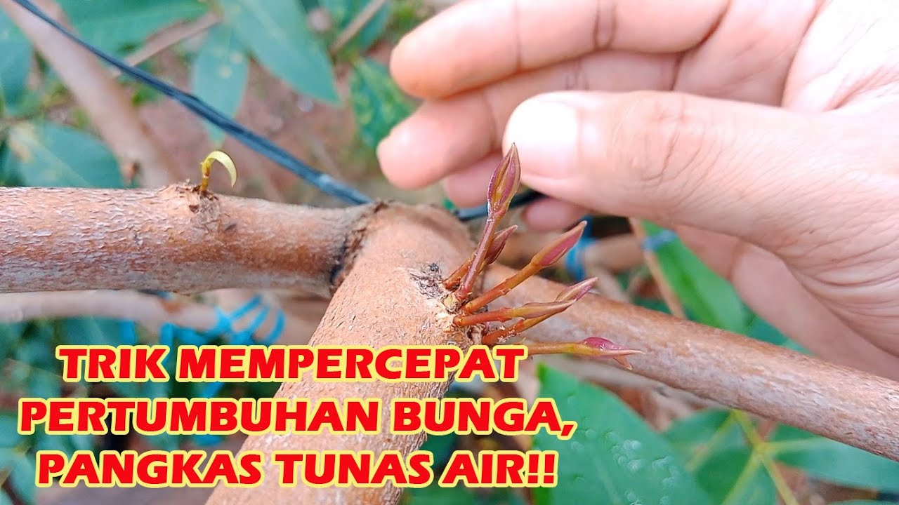 PANGKAS TUNAS AIR AGAR TANAMAN JAMBU AIR CEPAT TUMBUH BUNGA YouTube