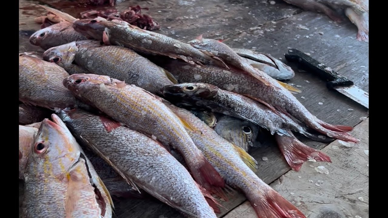 Arrayado Fish Escamando pescado arrayao del Caribe #kobe #viral #viralreels # ...