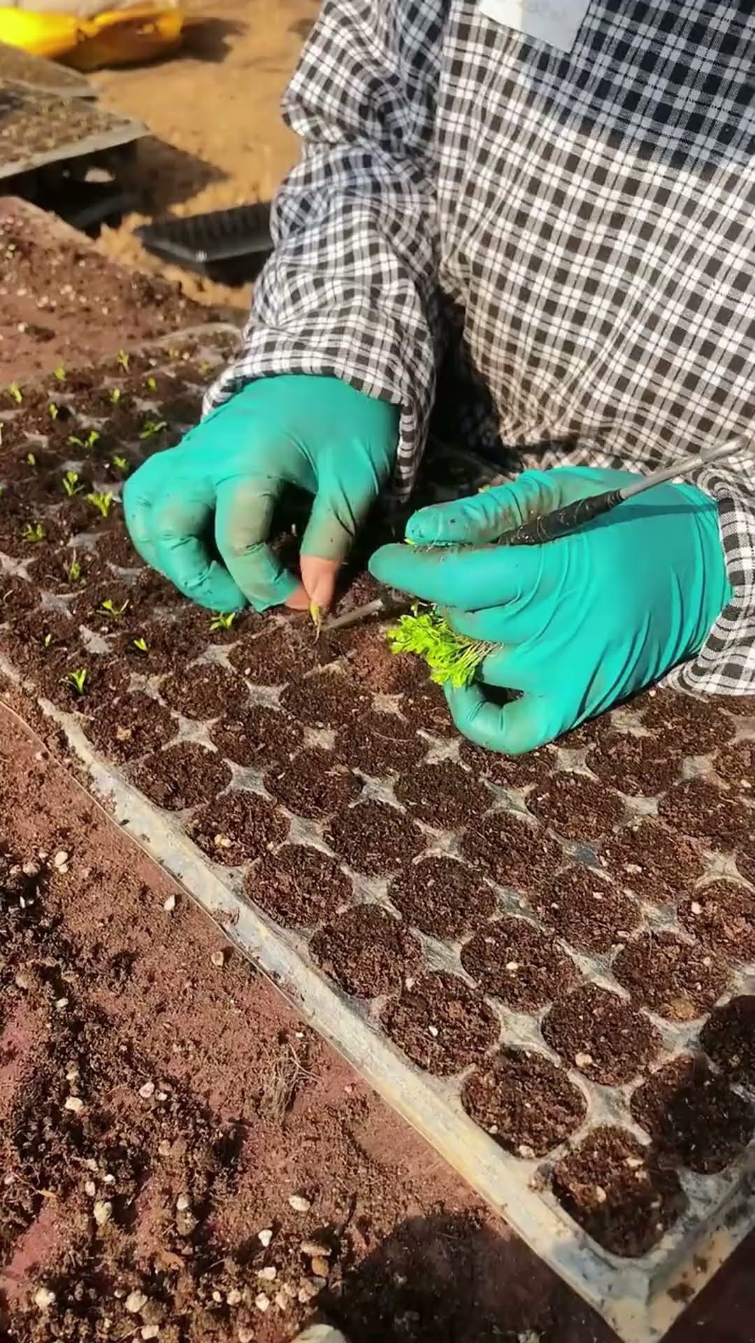 Celery seedling planting process