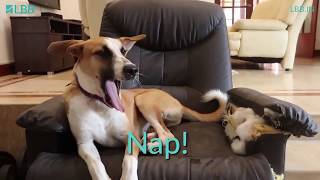 Pet Home Boarding, Gurgaon