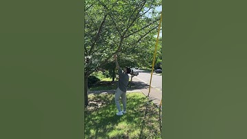 Guy shakes a tree that is completely covered in cicadas!