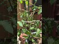 とめぃとぉ🍅　　#プランター菜園 #ベランダ菜園 #家庭菜園 #gardening #shorts #ミニトマト栽培