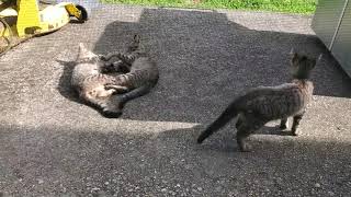 Feral Kitties playing In my backyard