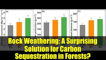 Rock Weathering: A Surprising Solution for Carbon Sequestration in Forests?