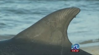 NOAA response to dolphin deaths