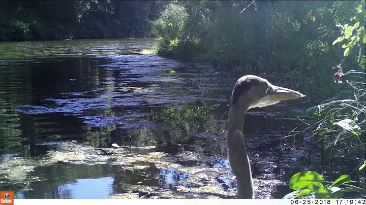 Great Blue Heron June and July 2018